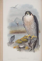Falco Peregrinus, planche de The Birds of Great Britain par John Gould, publié 1862-73